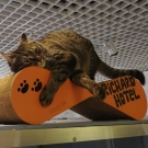 Котлета