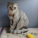 Ларсик