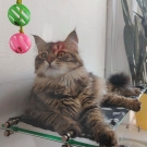 Луша