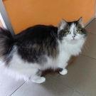 Максик