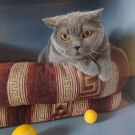 Макс