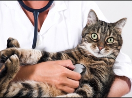 Почему необходимо вакцинировать домашнюю кошку?