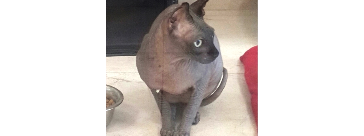 Наргиз