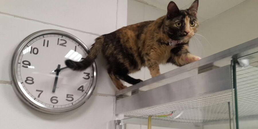 Когтеточки