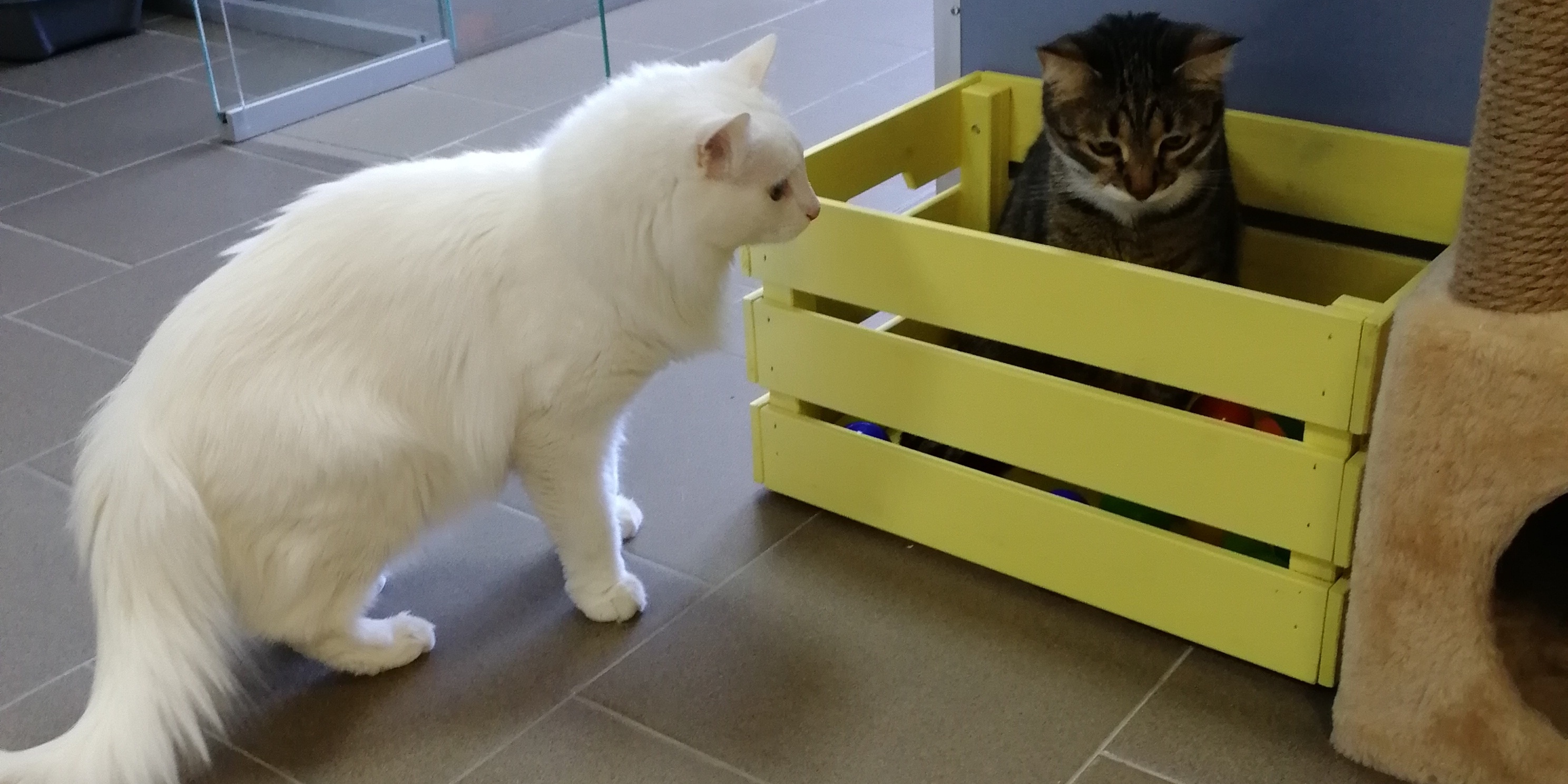 Зона для прогулок