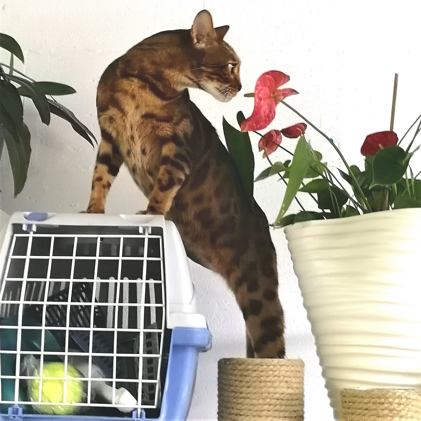 Зона для прогулок